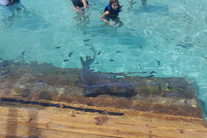 Private Nassau Rose Island Boat Tour Swimming Pigs, Turtles