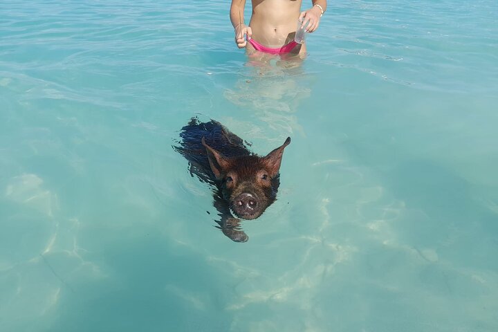 Private Nassau Rose Island Boat Tour Swimming Pigs, Turtles