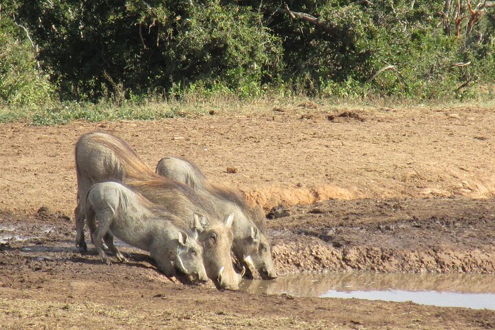 Addo Elephant National Park Full Day Safari All-Inclusive