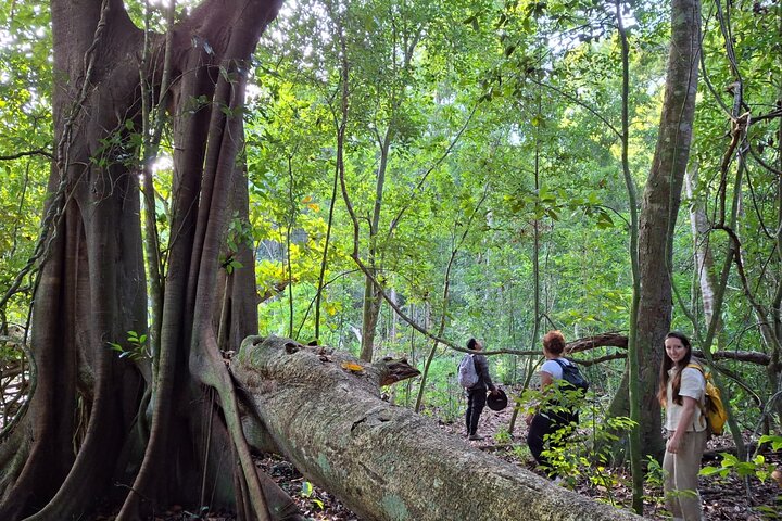 Exclusive Calakmul Expedition: Ruins & Jungle in Small Group