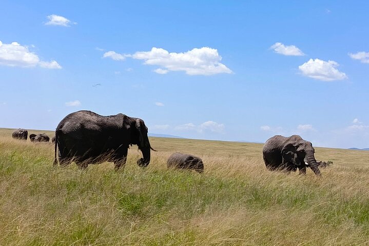 Balloon Safari in Maasai Mara