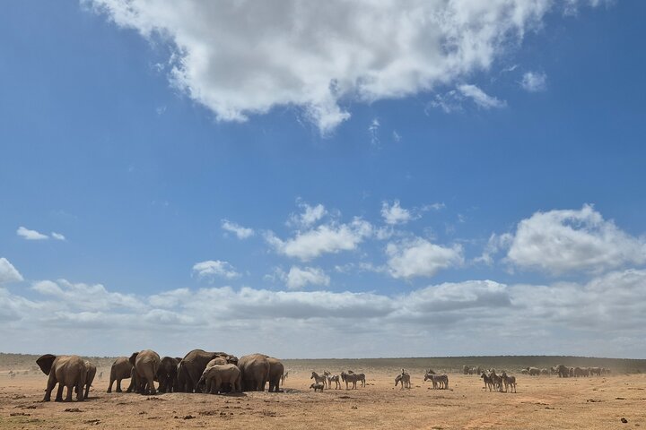 Addo Elephant National Park Tours from Port Elizabeth