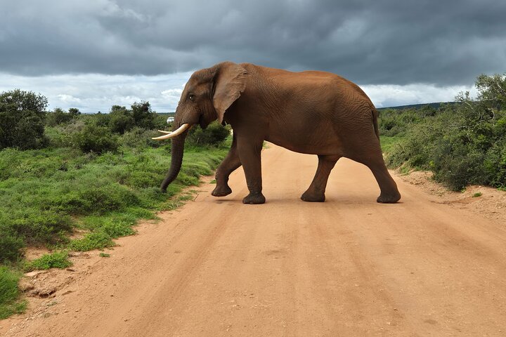 Addo Elephant National Park Tours from Port Elizabeth