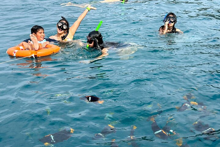 Whales Sea Lions and Snorkeling Experience from Puerto López