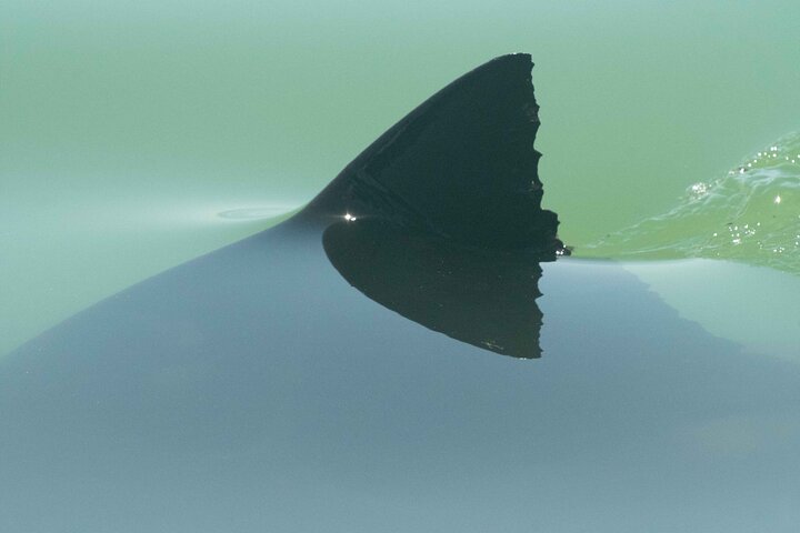 Great White Sharks Topside in Monterey Bay