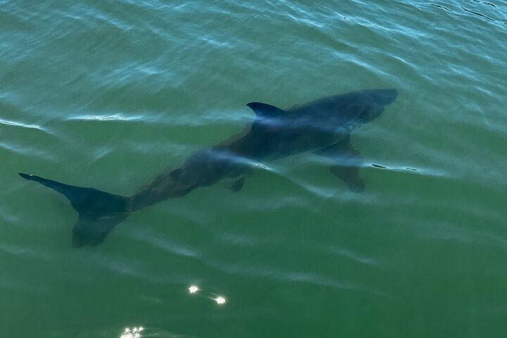Great White Sharks Topside in Monterey Bay