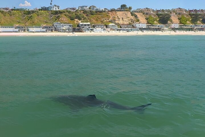 Great White Sharks Topside in Monterey Bay