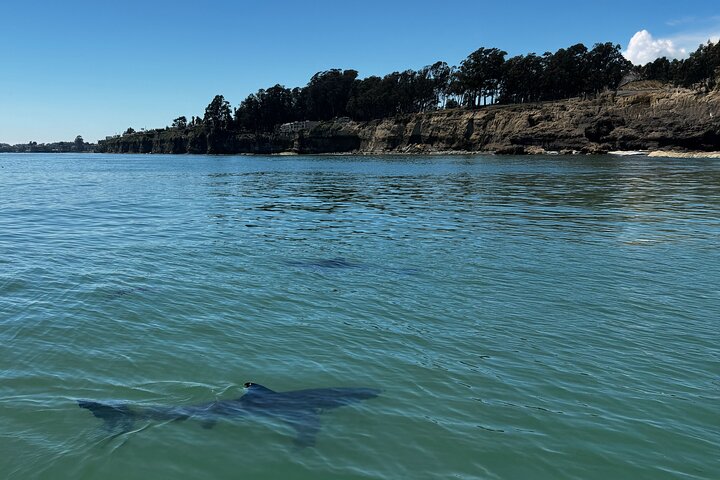 Great White Sharks Topside in Monterey Bay