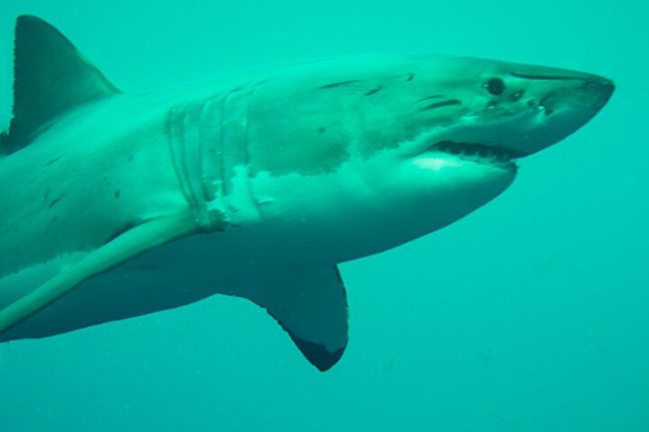 Great White Sharks Topside in Monterey Bay