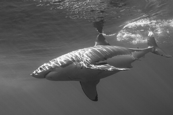 Great White Sharks Topside in Monterey Bay