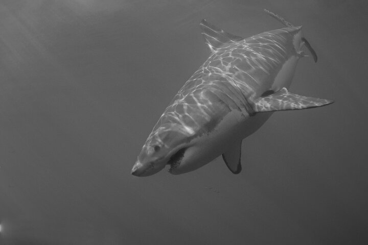 Great White Sharks Topside in Monterey Bay