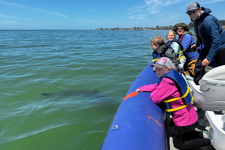 Great White Sharks Topside in Monterey Bay