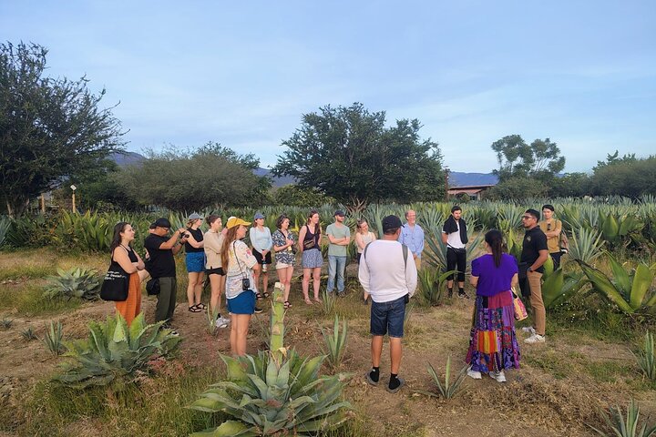 Hierve el Agua, Tule Tree, Mitla and Mezcal Distillery Tour