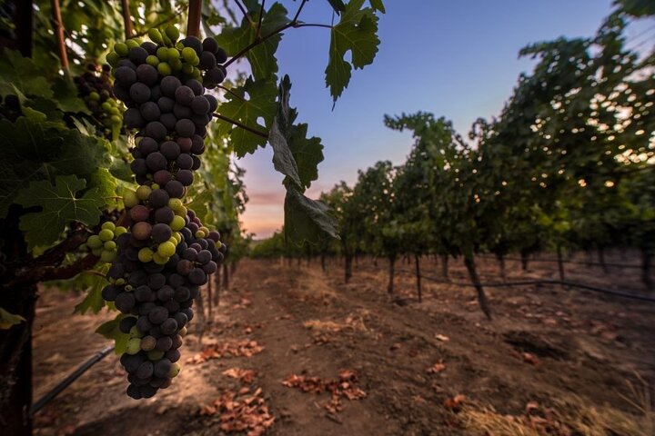 6-hour Private Luxury SUV Wine Tour in Napa Or Sonoma Valley