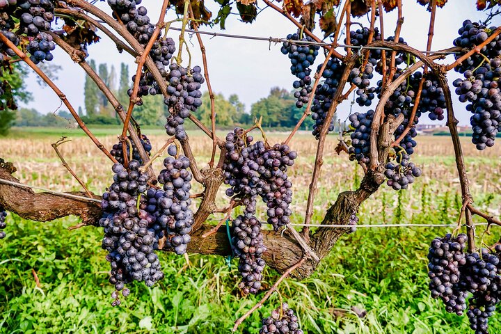 6-hour Private Luxury SUV Wine Tour in Napa Or Sonoma Valley