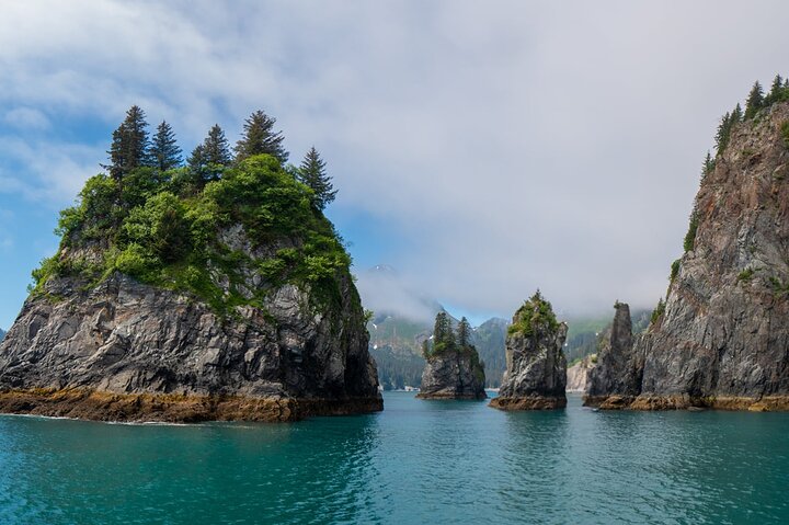Kenai Fjords and Resurrection Bay Half-Day Wildlife Cruise