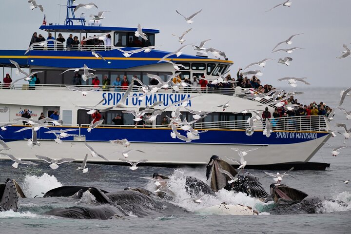 Kenai Fjords and Resurrection Bay Half-Day Wildlife Cruise