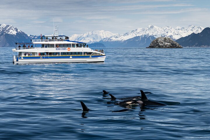 Kenai Fjords and Resurrection Bay Half-Day Wildlife Cruise