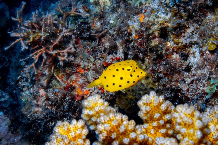 Discover Scuba Diving With Sea Turtles –No certification required