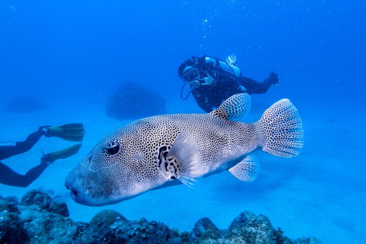 Discover Scuba Diving With Sea Turtles –No certification required