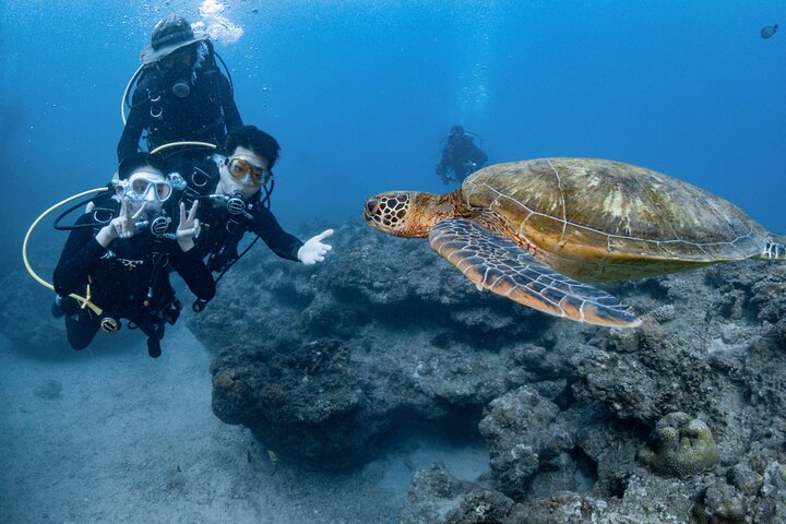 Discover Scuba Diving With Sea Turtles –No certification required