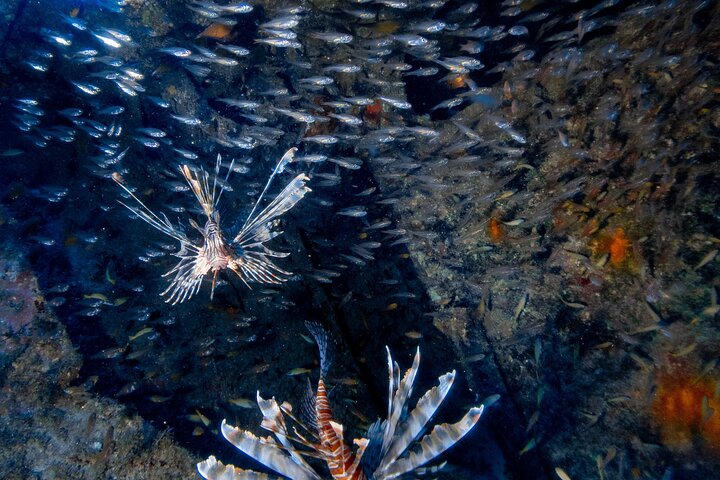 Discover Scuba Diving With Sea Turtles –No certification required