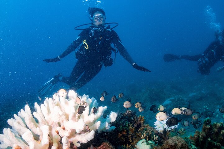 Discover Scuba Diving With Sea Turtles –No certification required