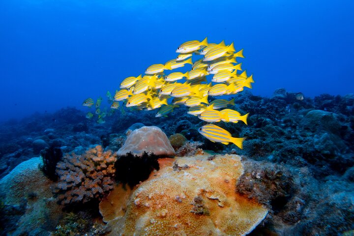 Discover Scuba Diving With Sea Turtles –No certification required