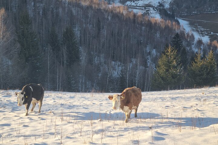 Day Tour from Bucharest-Carpathian Snowmobile Experience