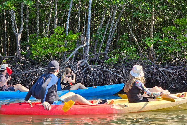 Half day Mangrove by Kayaking or Longtail boat from Koh Lanta