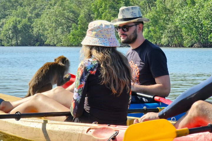 Half day Mangrove by Kayaking or Longtail boat from Koh Lanta