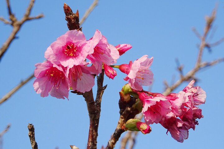 Okinawa Highlight Tour by Private Car