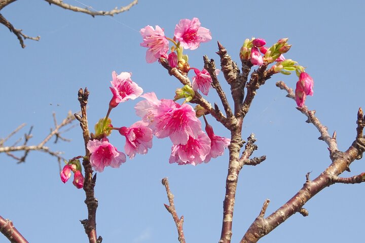 Okinawa Highlight Tour by Private Car