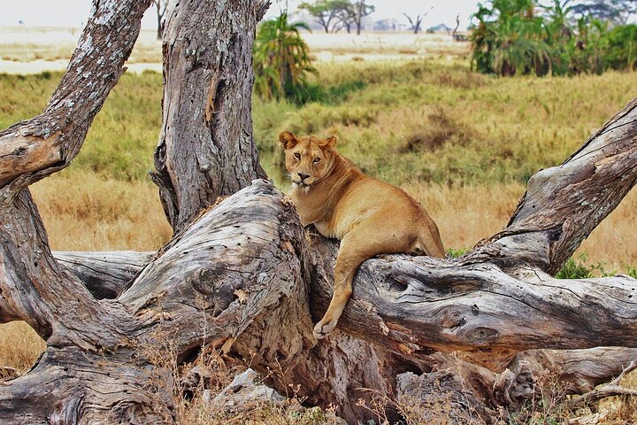 Mikumi National Park Day Trip by Train From Dar Es Salaam