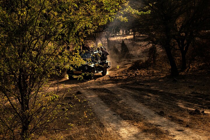 Ranthambore Tiger Safari in Jeep or Canter with Pickup
