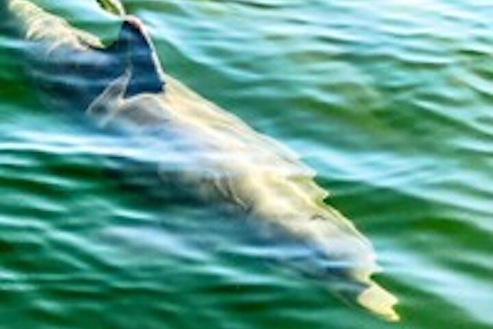 Hilton Head Island Dolphin Boat Cruise