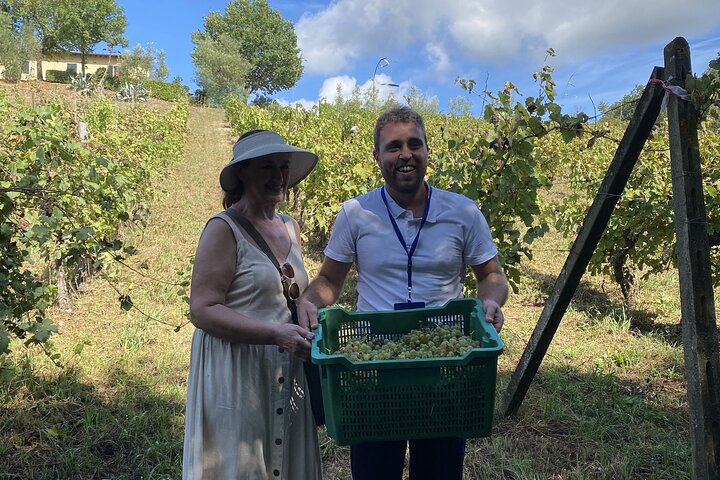 Tasting in a Tuscan Vineyard with transfer from Pisa