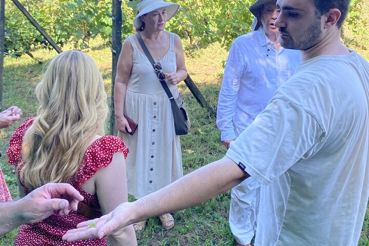 Tasting in a Tuscan Vineyard with transfer from Pisa