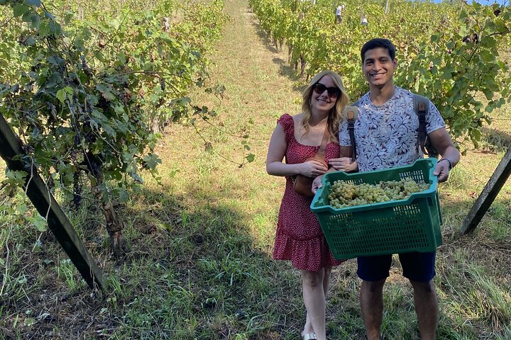 Tasting in a Tuscan Vineyard with transfer from Pisa