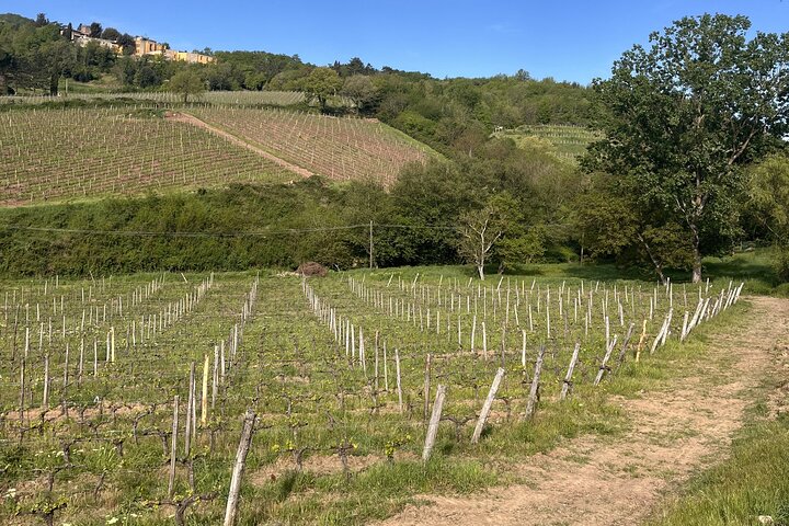 Tasting in a Tuscan Vineyard with transfer from Pisa