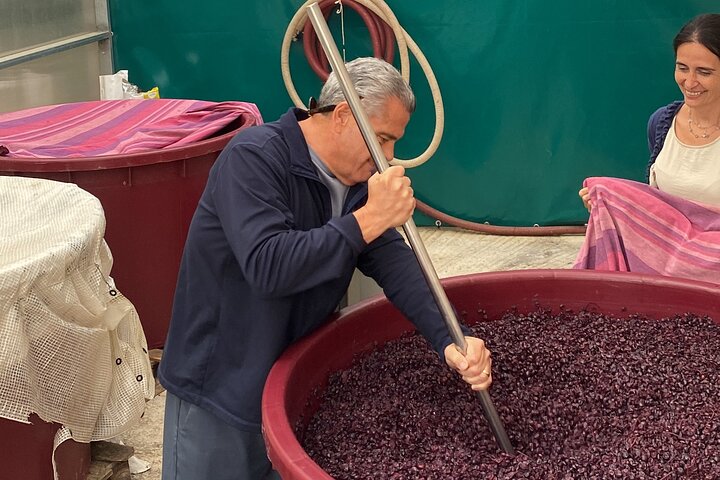 Tuscan Wine Tour in Lucca by van