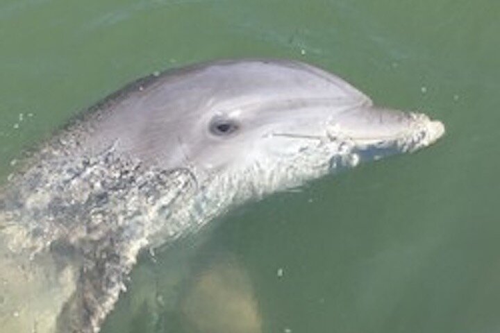 Hilton Head Dolphin Tour with Stop at Disappearing Island