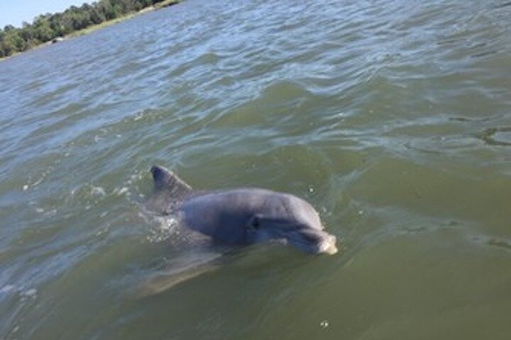 Hilton Head Morning Dolphins & Donuts Cruise