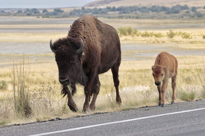Great Salt Lake Safari - Discover Antelope Island
