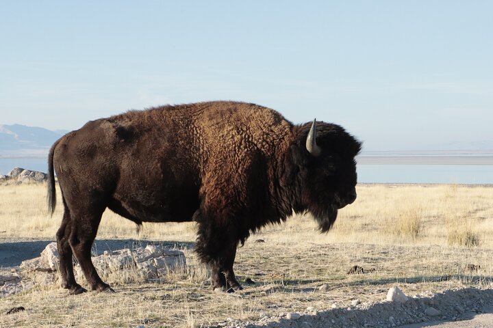 Great Salt Lake Safari - Discover Antelope Island