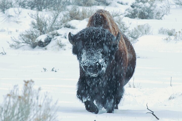 Great Salt Lake Safari - Discover Antelope Island