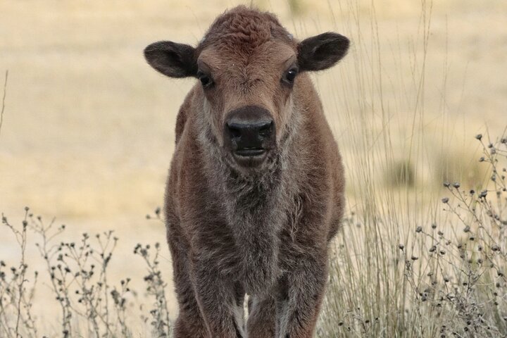 Great Salt Lake Safari - Discover Antelope Island