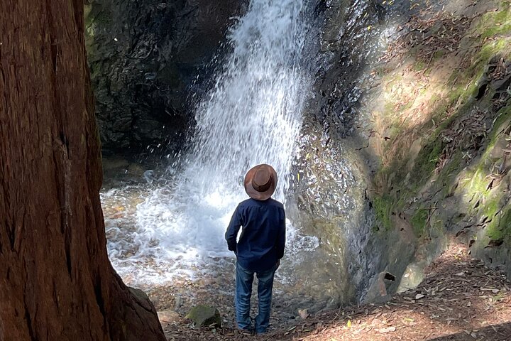 Redwoods of Marin and Mt. Tamalpais Walking Tour with Local Guide