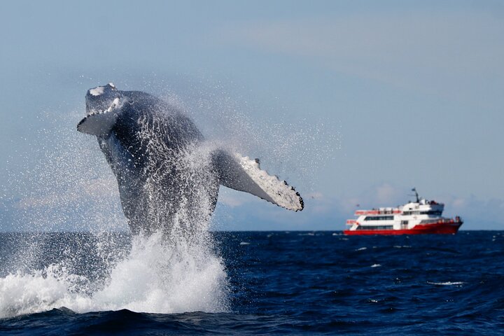 The Original Classic Whale Watching from Reykjavik