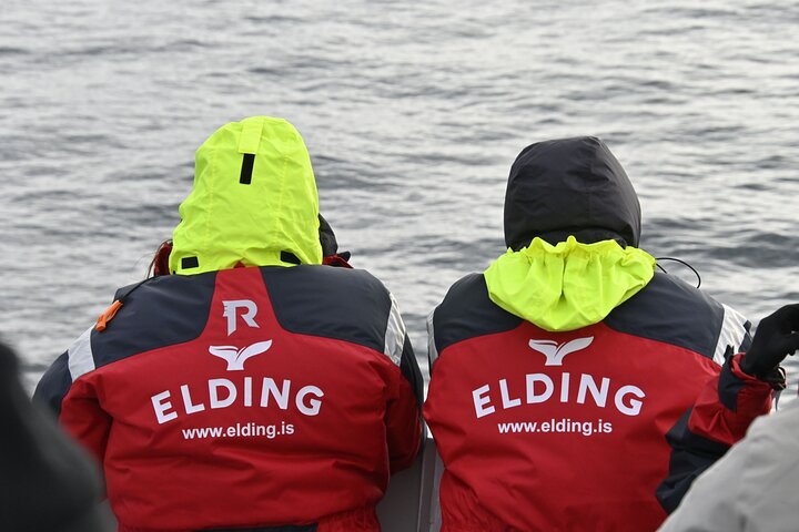 The Original Classic Whale Watching from Reykjavik